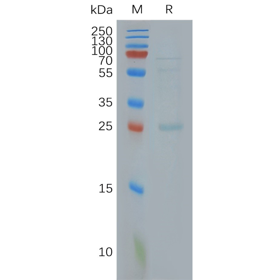 Human Cldn Full Length Protein Synthetic Nanodisc Dima Biotechnology