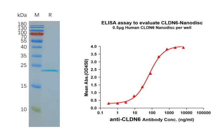CLDN6-synthetic nanodisc validated data