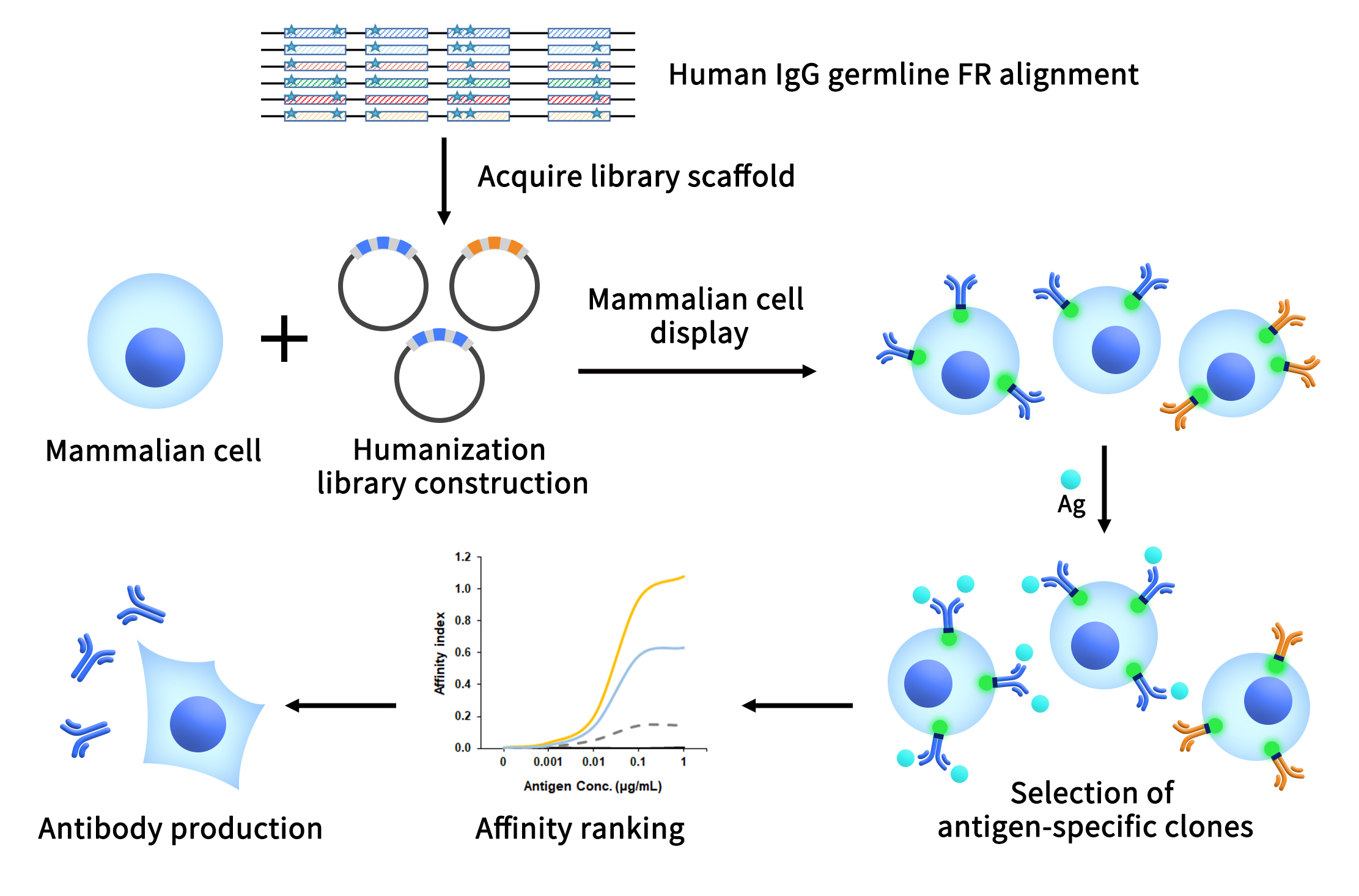 The service process of DiLibrary mammalian display platform for antibody engineering