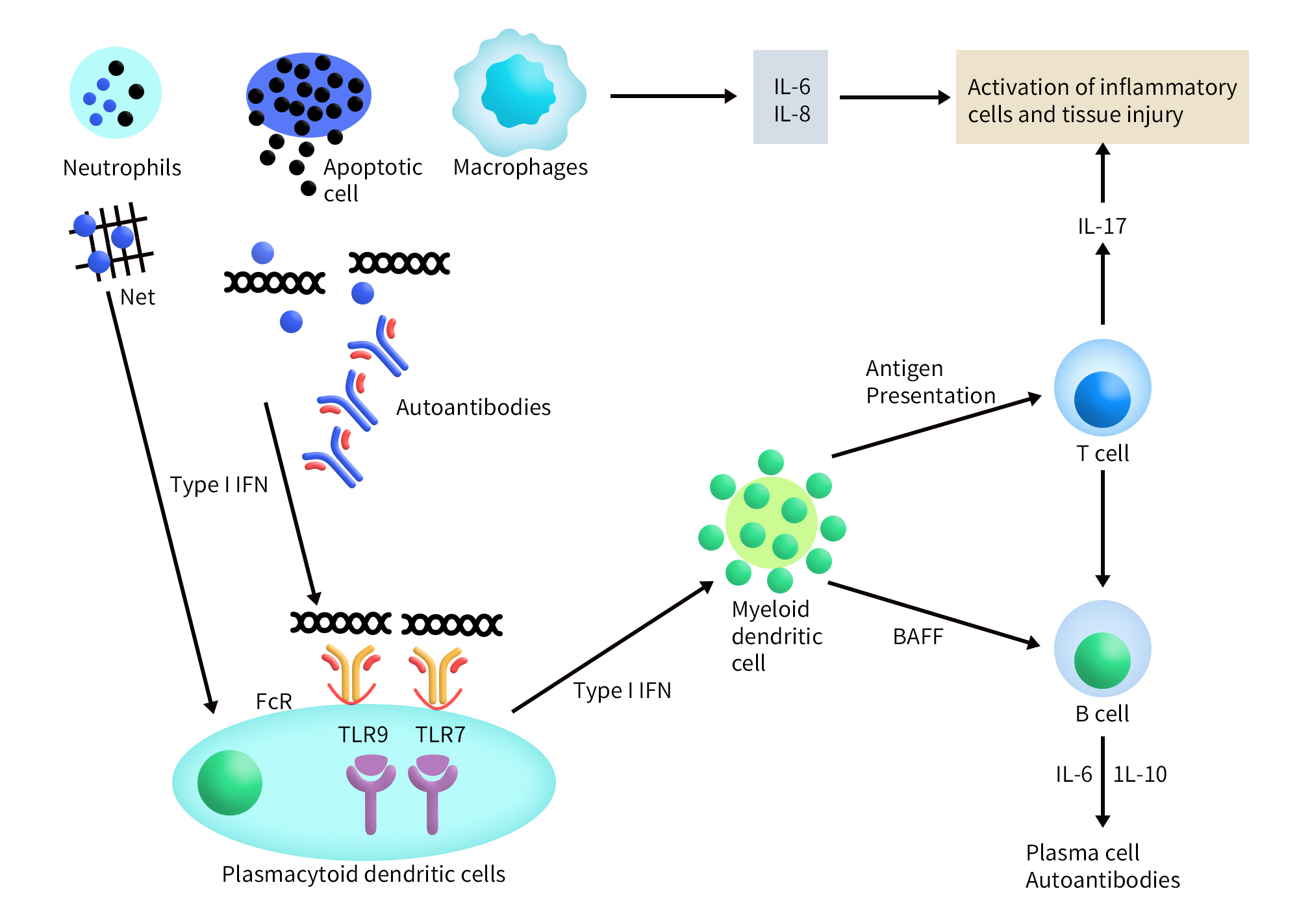 Immunobiology of systemic lupus erythematosus