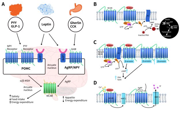 MC4R: A Niche Target in the Weight Loss Drug Market - DIMA Biotechnology