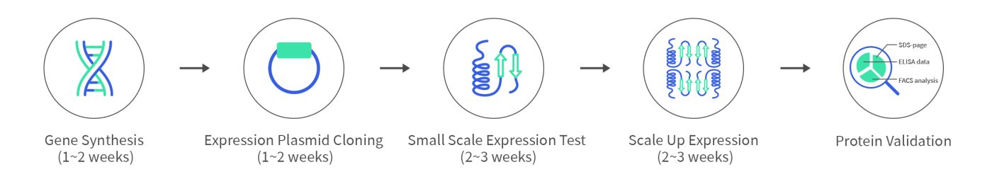 ProteinServiceWebpage-ECD protein service work flow