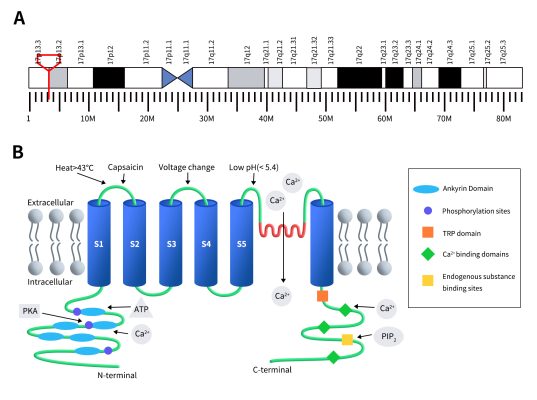 The gene location and protein structure of TRPV1