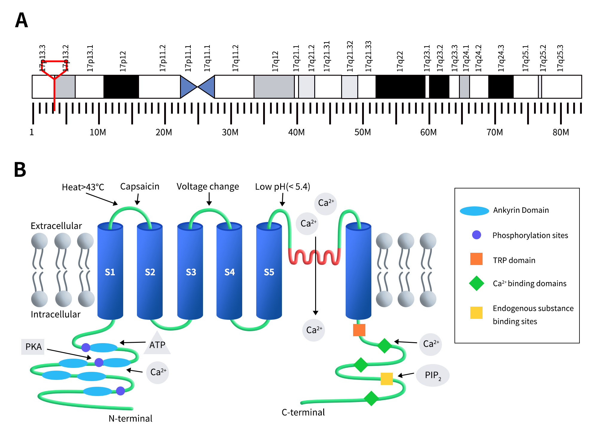 TRPV1: An Important Target for Pain Treatment - DIMA Biotechnology