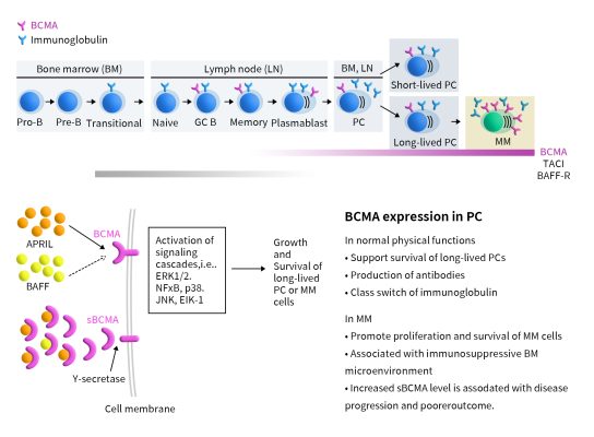 The pathophysiological process of MM and BCMA signaling pathway