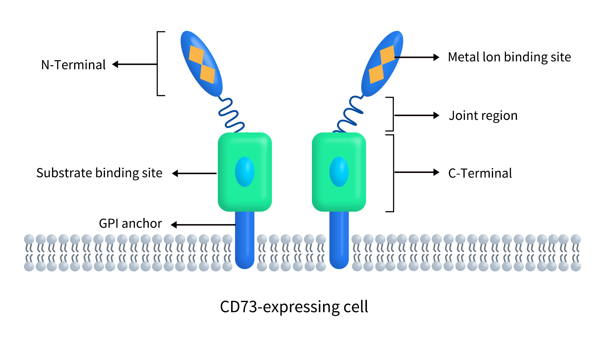 The structure of CD74