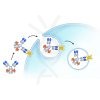 ame100001 workflow for detection of antibody internalization