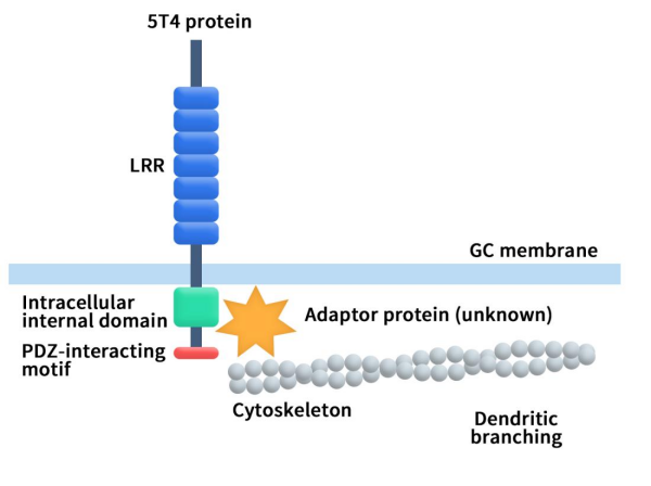 The structure of the 5T4 protein includes an extracellular region, a transmembrane domain (356-376 aa), and an intracellular domain,