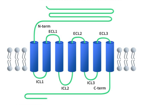 the structure of GPL1R