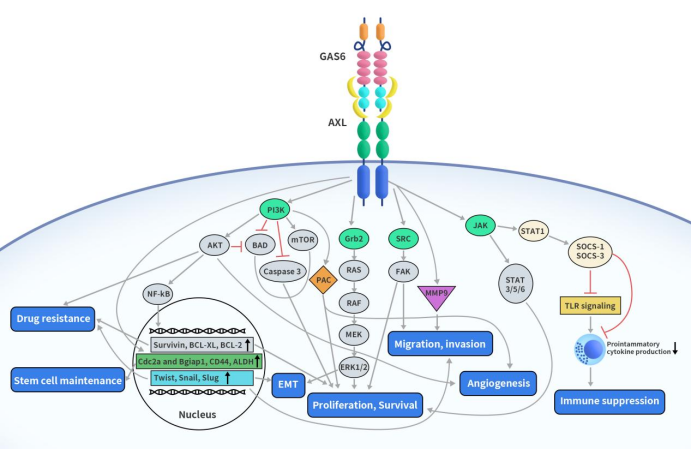 AXL activation initiates the signal transduction of various downstream pathways, such as PI3K/AKT, MAPK/ERK, and PKC.
