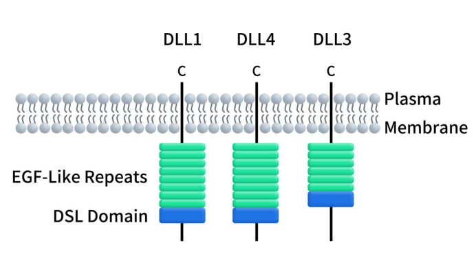 The structure of DLLs
