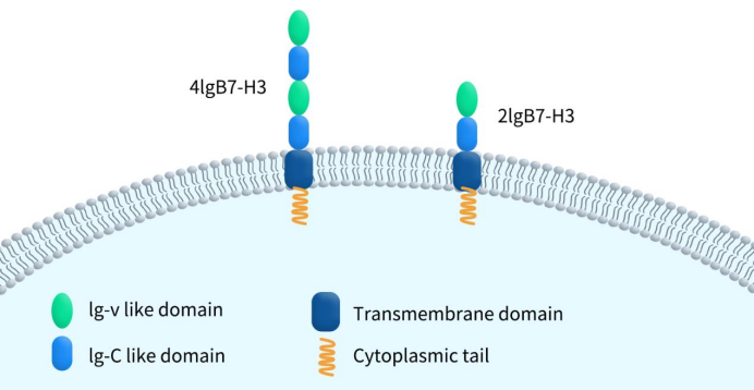 The structure of B7-H3 (transmembrane isoform)