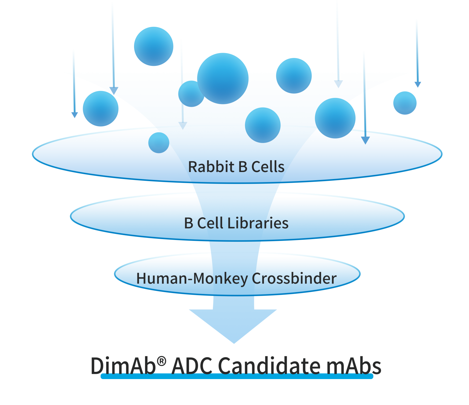 adc-reagents-dima-biotechnology