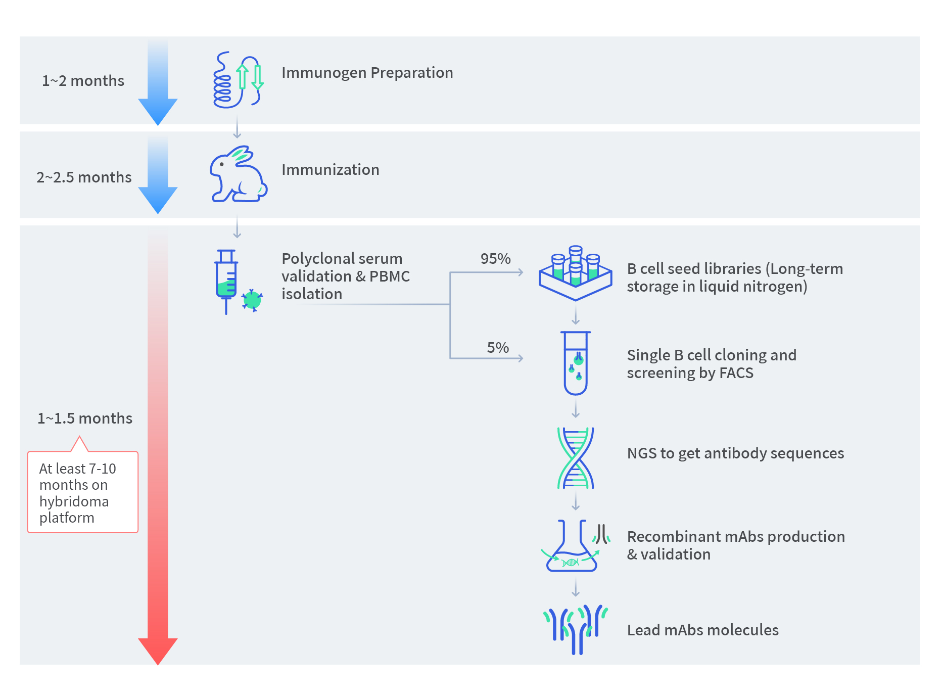 pages-workflow for lead mAbs molecules and b cell library 01