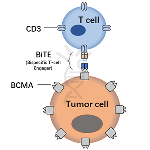 antibody-DMB100005 Fig.1