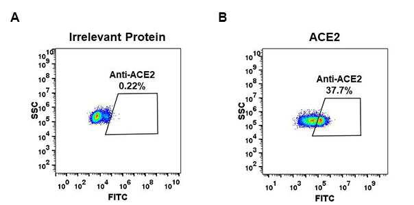 antibody-DME100046 ACE2 Fig.1 FC 1