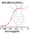 antibody-dmc100253 ror1 fc1
