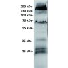 antibody-dmc100508 gucy2c wb1