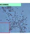 antibody-dmc100805 cd19 ihc1