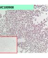 antibody-dmc100908 gpc3 ihc1