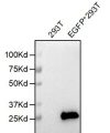 antibody-dmc101158 egfp wb1
