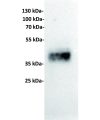 antibody-dme101001 trop2 wb1