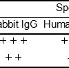 antibody-dme101138 rabbit igg elisa1