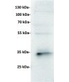antibody-dme201009 cd7 wb1
