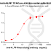 Elisa-BME100167 ALPP Fig.2 Elisa 1