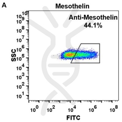 FC-BME100021 Anti Mesothelin amatuximab biosimilar mAb FLOW Fig2 A