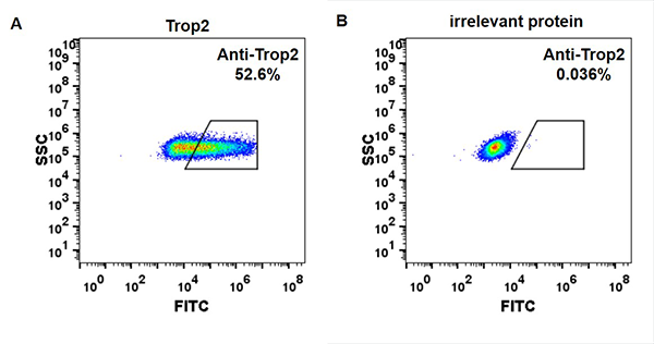 BME100023-Anti-Trop2-sacituzumab-govitecan-biosimilar-mAb-FLOW-Fig1.png