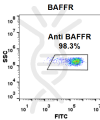 FC-BME100045 Anti BAFFR ianalumab biosimilar mAb FLOW Fig1 A