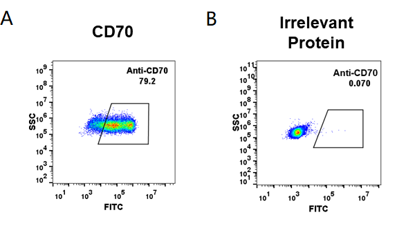 FC_combine-BME100005 Anti CD70vorsetuzumab biosimilar mAb FLOW Fig1