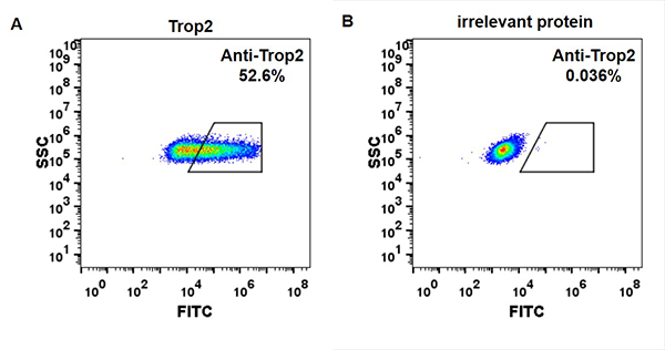 FC_combine-BME100023 Anti Trop2 sacituzumab govitecan biosimilar mAb FLOW Fig1