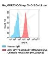 fc-cel100110 hu gpr75 c strep cho s cell line flow