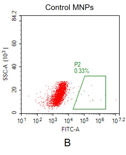 Human CD20 Full Length Protein-MNP - DIMA Biotechnology