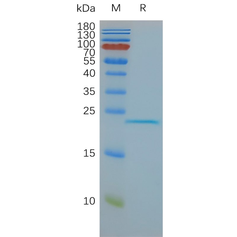 Human CLDN6 full length protein-synthetic nanodisc - DIMA Biotechnology