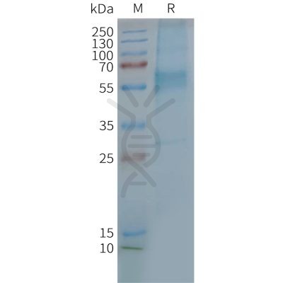 page-FLP100130 GIPR Fig.2 SDS PAGE 1