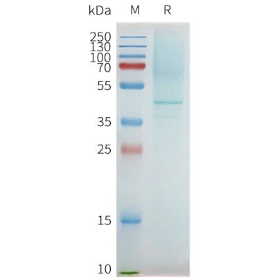 page-flp100096 ptger2 sp1