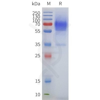 page-flp100186 adra2a sp1