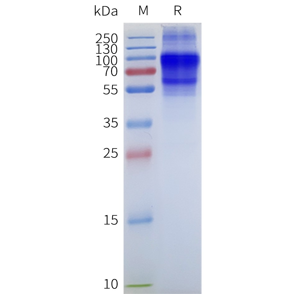 flp100216-calcr-sp1.jpg