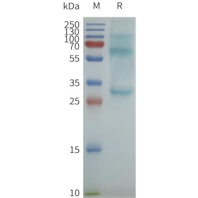 page-flp100616 cacng1 sp1