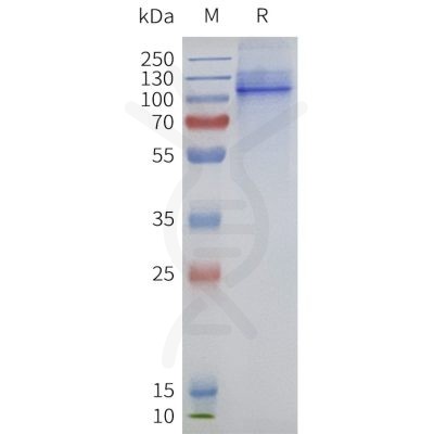 page-flp120128 trpv1 strep sp1