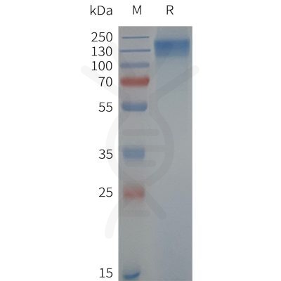 page-flp120759 trpc6 strep sp1