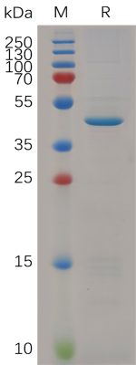 sp-PME M100023 RNASE4 hFc PAGE 300