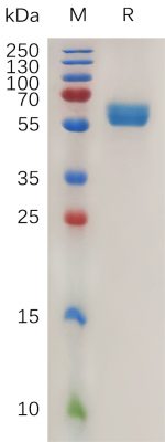 sp-PME M100071 4 1BB Ligand hFc PAGE 300