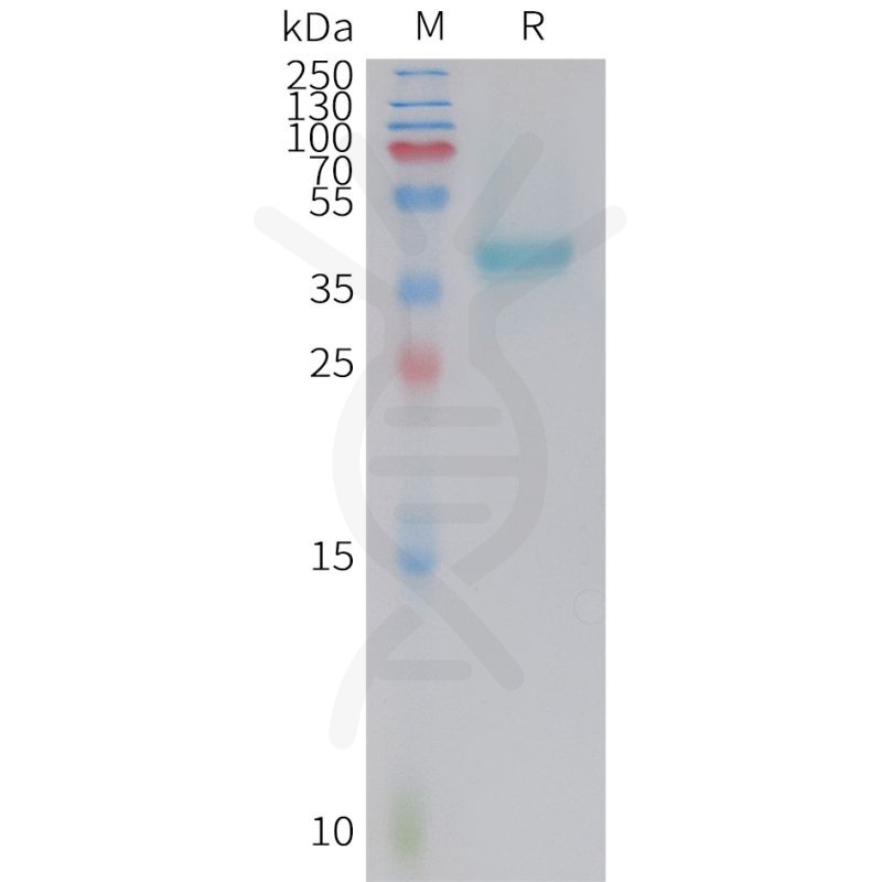 mouse-nectin-4-protein-his-tag-dima-biotechnology