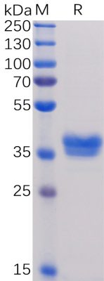 sp-PME100035 BCMA mFc SP