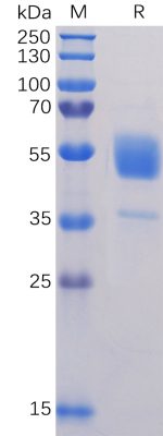 sp-PME100091 CD37 hFc PAGE 300