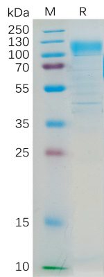 sp-PME100187 CD36 hFc PAGE 300